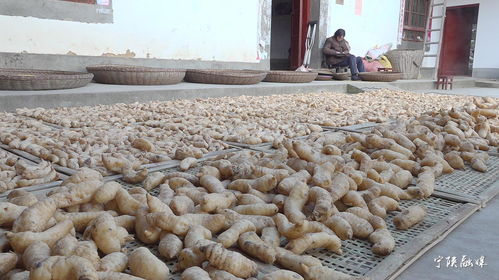 寧陜天麻 香菇地理標志 農產品區域品牌價值分別達到4.23億元 2.26億元