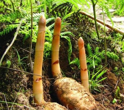 表哥辭去工作進(jìn)入深山,只為尋找這種綠植,啥植物這么吸引人!